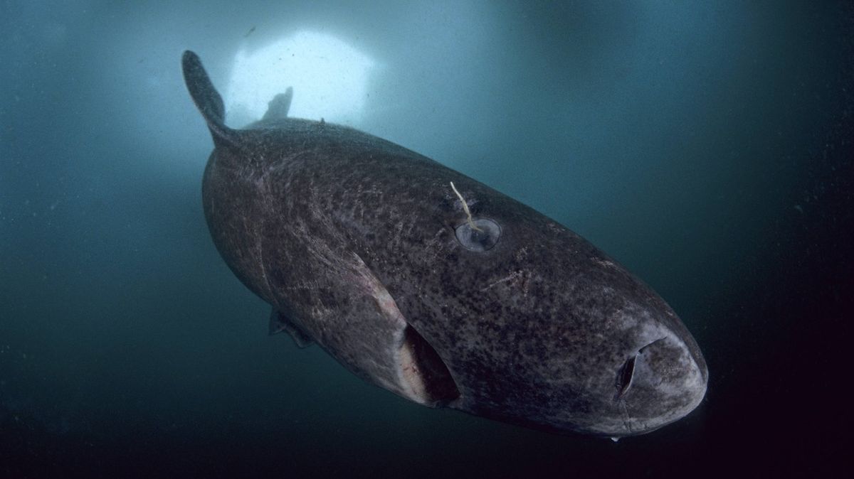 Čeští vědci objevili klíč k dlouhověkosti žraloka malohlavého. Žije až 400 let